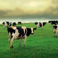 نیازمند چوپان برای چرای گاو