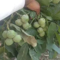 خرما صادراتی اصل بهبهان کیلو240|خوردنی و آشامیدنی|سبزوار, قاضی زاد|دیوار