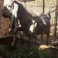 چپیش