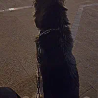 سگ ژرمن شپرد اصیل