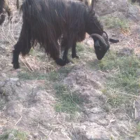 گاو،بز ، گوسفند