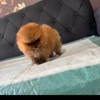 حیوان خانگی