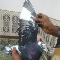 کبوتر|پرنده|خرمشهر, |دیوار