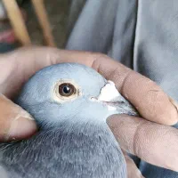 کبوتر مسافتی جان اردن|پرنده|گنبد کاووس, |دیوار