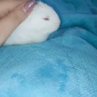 خرگوش کوچولوی ناز