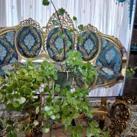 گل پیچک سوئدی و گل اشرفی|گل و گیاه طبیعی|شاهین‌شهر, شهرک سایت|دیوار