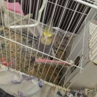 عروس هلندی نر بالغ|پرنده|مشهد, شهرک مهرگان|دیوار