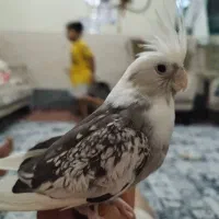 یک جفت عروس هلندی و یک جفت مرغ عشق