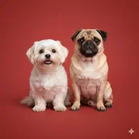 پانسیون خانگی سگ و گربه|خدمات پیشه و مهارت|تهران, هفت حوض|دیوار