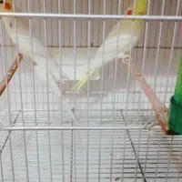 یک جفت عروس هلندی کارداده دستی|پرنده|آران و بیدگل, |دیوار