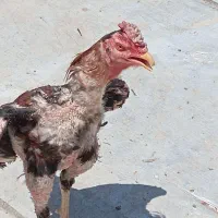 خروس لاری اصیل