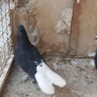 کبوتر رنگه|پرنده|مشهد, باغون آباد|دیوار