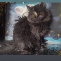 بریتیش لانگ هیر بلو|گربه|اراک, |دیوار