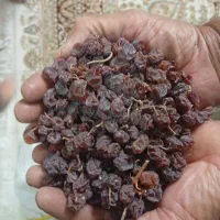 مویز بش بنو،درجه یک|خوردنی و آشامیدنی|شیراز, حجت آباد|دیوار