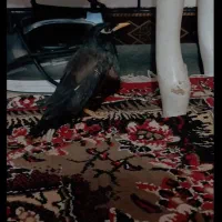 مرغ مینا سخنگو|پرنده|اهواز, سلطانمنش|دیوار