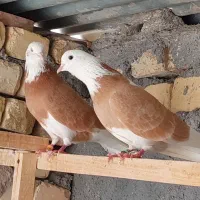 کبوترشازده زرد