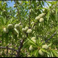 نهالستان رضائی انواع نهال پیوندی و اصلاح شده