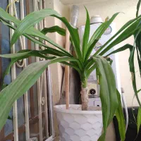 گل ذرتی بزرگ