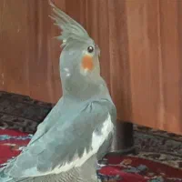 جوجه ۳ ماهه عروس هلندی