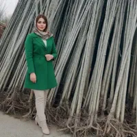 فروش نهال صنوبر نیگرا با لیبل رسمی +ارسال فوری