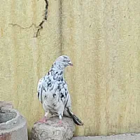 گمشده کفتر|حیوانات|قم, وادی السلام|دیوار