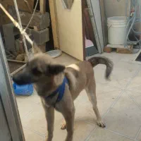 سگ ژرمن|سگ|کرمانشاه, |دیوار