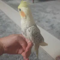 طوطی عروس فول رام