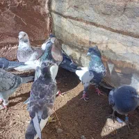 کفتر|پرنده|سلیمان, |دیوار