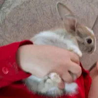 خرگوش کوچولو نژاد هلندی|موش و خرگوش|مرودشت, ژیان|دیوار