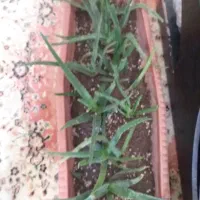 گیاه آلوئه وراء آپارتمانی|گل و گیاه طبیعی|ری, دولتآباد|دیوار