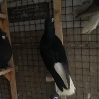 شهری پرشی|حیوانات|شیراز, گلشن|دیوار