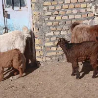 بز زاییده|حیوانات مزرعه|کاشمر, |دیوار