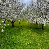 باغ قدیمی 900متردر زین اباد اب برق دارد