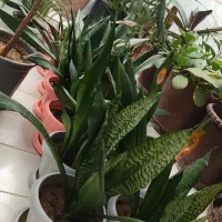 فروش گل های طبیعی و زیبا|گل و گیاه طبیعی|تاکستان, |دیوار