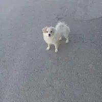 پامر|سگ|کرمانشاه, |دیوار