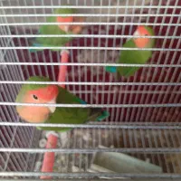 طوطی برزیلی کوتوله ۲ عدد