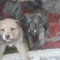 واگذار دوتا توله سگ سرابی سراب
