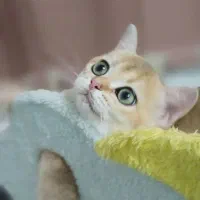 بچه گربه بریتیش ny12 فوق‌العاده شیطون و بازیگوش|گربه|رشت, نیکمرام|دیوار