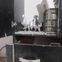 کفتر خال کله دم سار