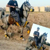 اسب نریان پر خون سواری دار