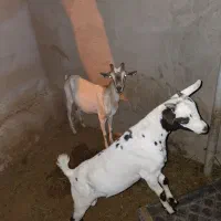 کهره ماده و نری