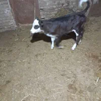 گوساله سیمیتال|حیوانات مزرعه|آشخانه, |دیوار