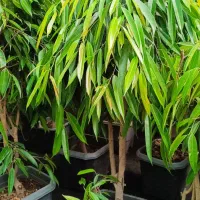 عرضه مستقیم گل و گیاه آپارتمانی