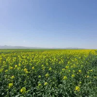 2-هکتار-زمین-کشاورزی-مرغوب-با-سند-و-سهم-آب