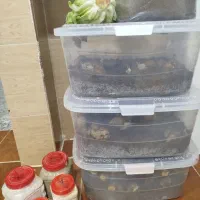 فروش حلزون سالم و سرحال،بصورت توافقی