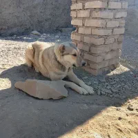 سگ رمه ای|سگ|گزیک, |دیوار