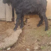 بز نر ۳۵کیلو گوسفند