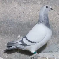 کبوتر پلاکی مسافتی نر موریس دلبر