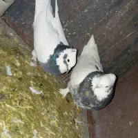 جفت طوقی شازده ای