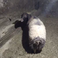 قوچ افشار|حیوانات مزرعه|صحنه, |دیوار